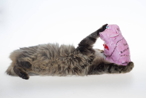 A striped cat and a pink pig. a striped cat on a white background plays with a pink piglet made of papier-mache. A striped cat plays with a pink toy pig on a white isolated background. - Photo, Image
