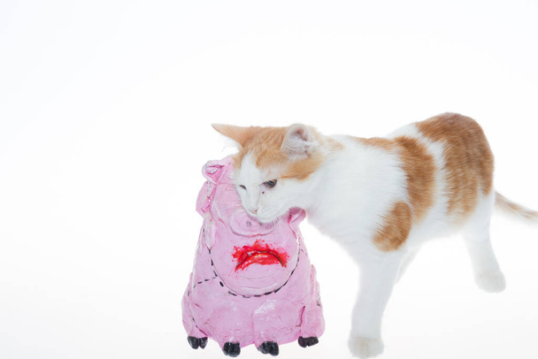 An orange kitten and a pink pig. A red-and-white kitten on a white background plays with a pink piglet made of papier-mache. A yellow colored cat plays with a pink toy pig on a white isolated background. - Valokuva, kuva