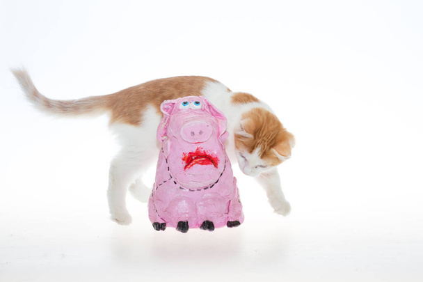 An orange kitten and a pink pig. A red-and-white kitten on a white background plays with a pink piglet made of papier-mache. A yellow colored cat plays with a pink toy pig on a white isolated background. - Valokuva, kuva