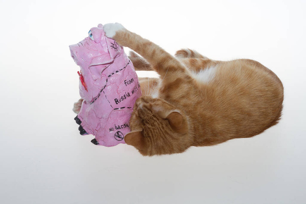 An orange cat and a pink pig. A red cat on a white background plays with a pink piglet made of papier-mache. A yellow colored cat plays with a pink toy pig on a white isolated background. - Valokuva, kuva