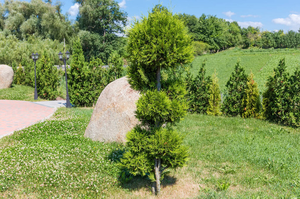 Small ornamental Juniper tree with shaped branches special form on a blurred background of other trees in park in summer sunny day - Photo, Image