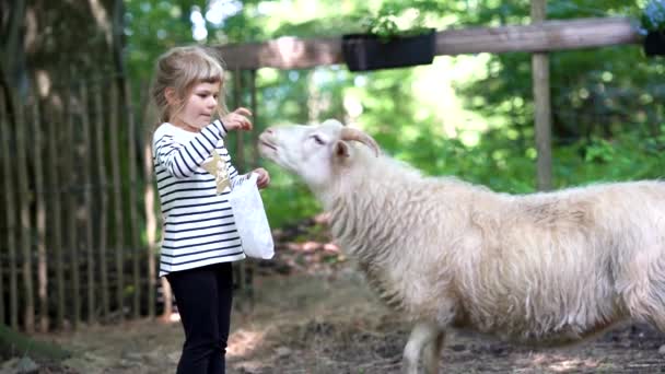 Adorable jolie fille d'âge préscolaire nourrissant de petites chèvres sauvages dans un parc forestier d'animaux sauvages. Heureux enfant caressant les animaux le jour d'été. Fille excitée et heureuse le week-end en famille, activité pour les enfants en été. - Séquence, vidéo