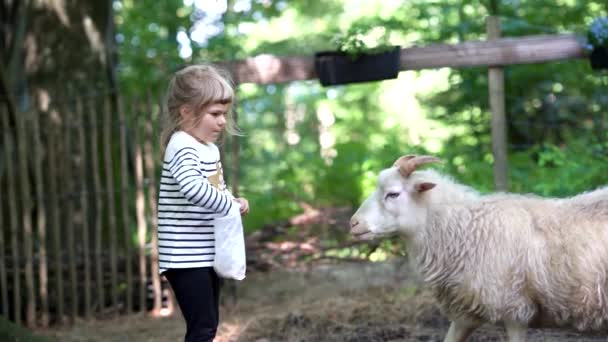 Roztomilé roztomilé školka dívka krmení malé divoké kozy v divoké zvířecí lesní park. Šťastné dítě mazlí zvířata v letní den. Nadšená a šťastná dívka na rodinném víkendu, dětská aktivita v létě. - Záběry, video