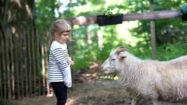 Adorable cute preschool girl feeding little wild goats in a wild animal forest park. Happy child petting animals on summer day. Excited and happy girl on family weekend, children activity in summer. - Footage, Video