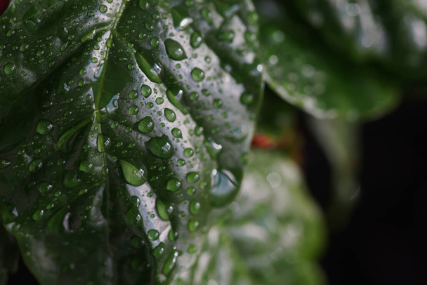 Close-up coffee leaves with water drops - Photo, Image