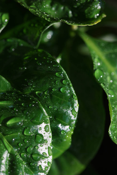 Folhas de café close-up com gotas de água - Foto, Imagem
