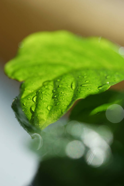 Крупным планом листья кофе с капли воды - Фото, изображение
