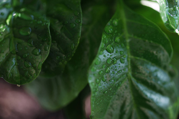 Крупним планом листя кави з краплями води
 - Фото, зображення