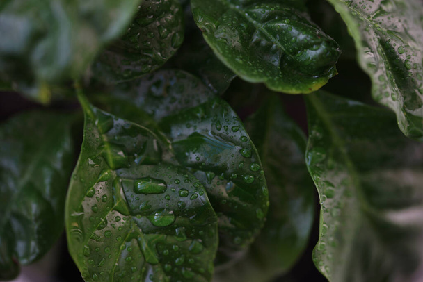 Крупним планом листя кави з краплями води
 - Фото, зображення