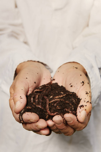 Gardener take care of earthworms from his green bio garden - Φωτογραφία, εικόνα