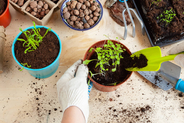 Close up of hands transplanting a plant into a new pot - Фото, зображення