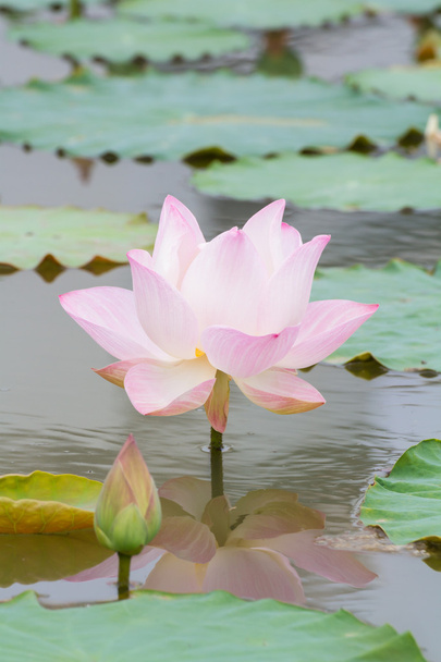 rózsaszín lótusz a tóban - Fotó, kép