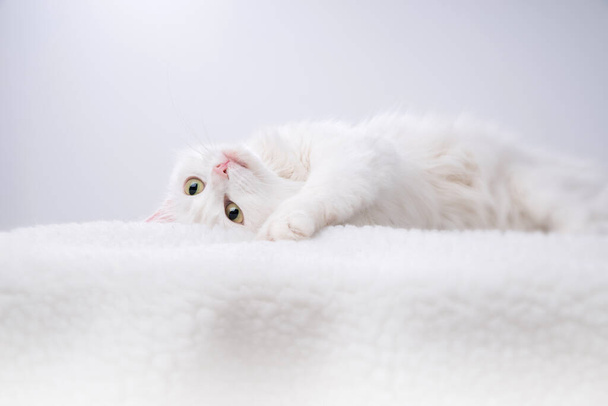 Pure white cat with turquoise blue eyes and pink defective ears - Photo, image