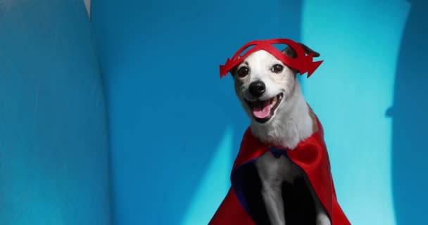 Cute wesoły Jack Russell Terrier w czerwonej masce - Materiał filmowy, wideo