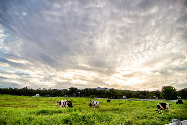 Paisaje rural, campo agrícola y pasto con vacas pastando en pastos en paisajes rurales con carretera rural, vista panorámica - Foto, Imagen