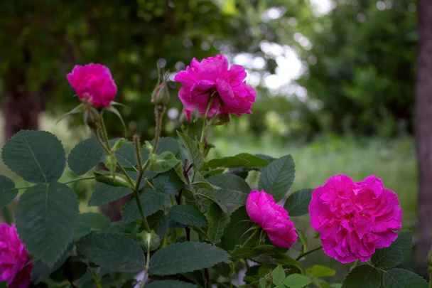 Jedna z dzikich róż, której liście są używane do robienia dżemu - Zdjęcie, obraz