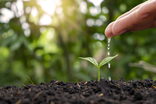 Agricultores estão regando pequenas plantas à mão com o conceito de Dia Mundial do Meio Ambiente. - Foto, Imagem