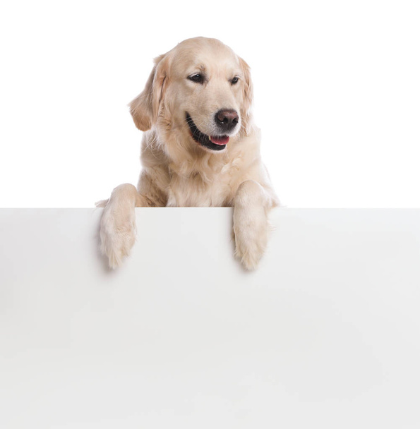 Cute Golden Retriever dog on white background - Foto, Imagen