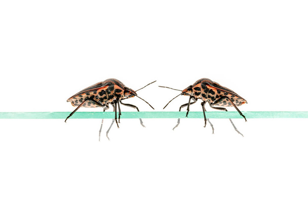 Two strip bugs crawl on a pane of glass isolated on white - Photo, Image