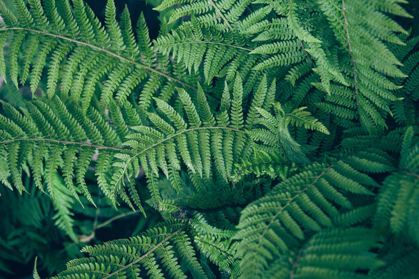 Fresh green fern leves. Nature concept. Beautiful natural background - 写真・画像