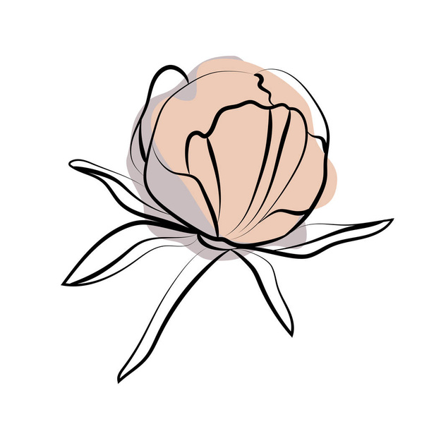 Esbozo elegante de flores de peonía, ilustración vectorial - Vector, Imagen