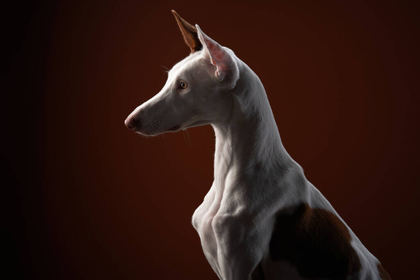 dog on a red background in the studio. Slim spanish greyhound, podenko ibitsenko - Valokuva, kuva