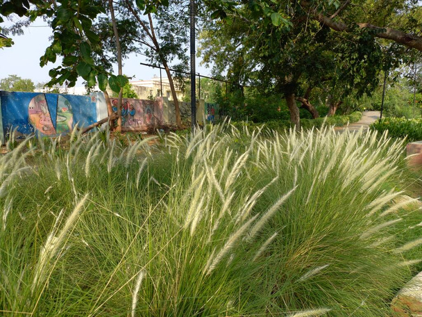 plant name is fountain grass,jaipur,rajasthan,india - Photo, Image