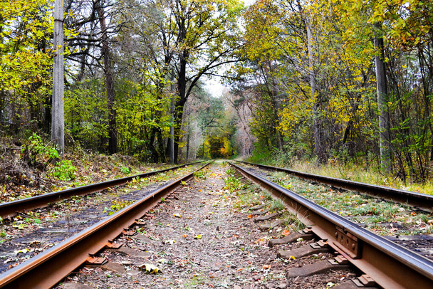 railway in the forest. beautiful landscape in the forest. - Photo, Image