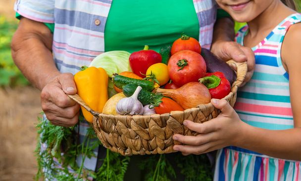 子供と野菜の収穫と庭の祖母。選択的フォーカス。食べ物. - 写真・画像