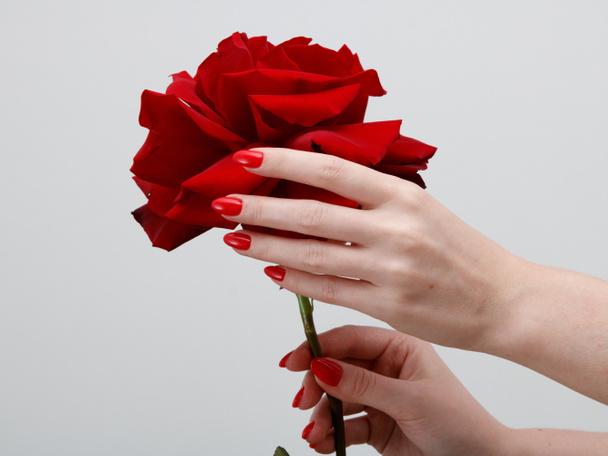 Woman hands with red manicure and rose - Fotó, kép