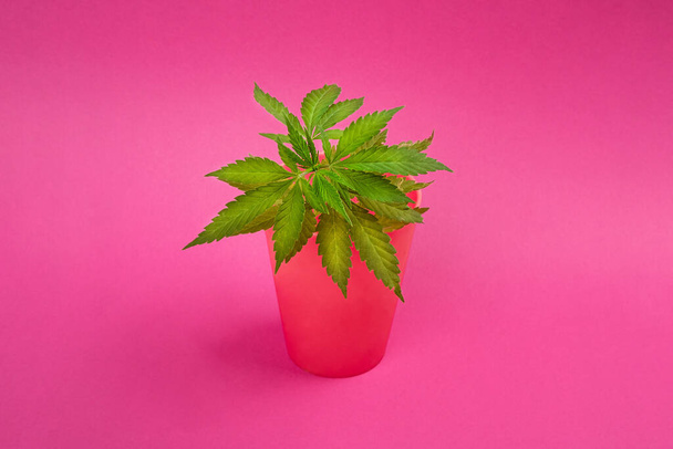 miniature marijuana plant on pink background, cannabis clone in pot - Foto, Imagen