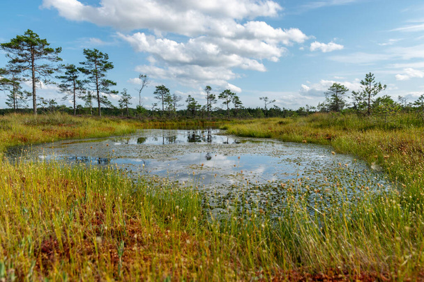 tradicional paisaje pantanoso con árboles de pantano, lago, hierba y musgo. Reflejos de nubes en la superficie del lago, un paso en el pantano, colores otoñales decoran la vegetación del pantano, pantano Niedraju Pilkas, pálido, Letonia - Foto, Imagen