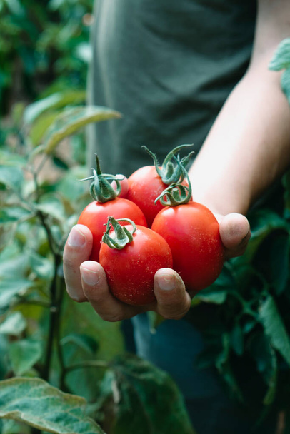 primer plano de un joven caucásico con un manojo de tomates maduros recién recogidos en la mano en una plantación - Foto, Imagen
