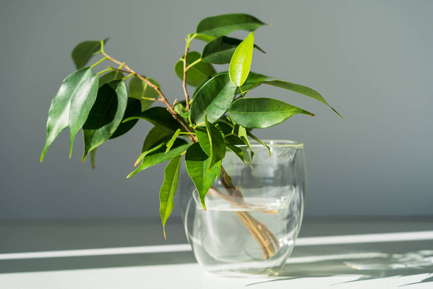 Sprossen des Ficus Benjamin mit Wurzeln in einem Glas Wasser - Foto, Bild