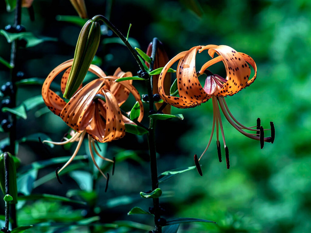 bright delicate orange tiger lily in the garden against the background of blurred natural greenery - Photo, image