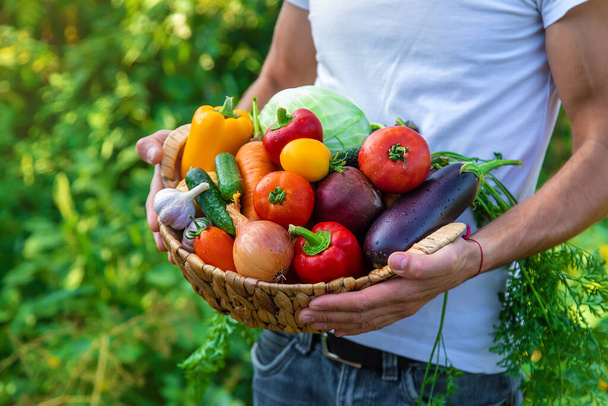 A man farmer holds vegetables in his hands. Selective focus. Food. - Fotografie, Obrázek
