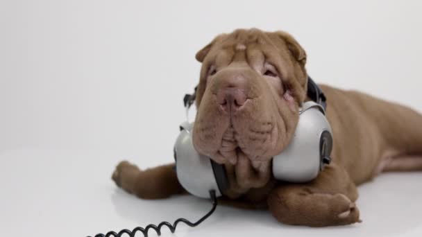 Shar pei dog with white background - Footage, Video