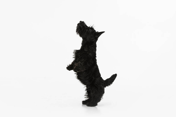 Portrait of cute sweet black dog Scotch terrier isolated over white studio background. Concept of motion, action, active lifestyle, animal life, care, responsibility for pets - Fotografie, Obrázek