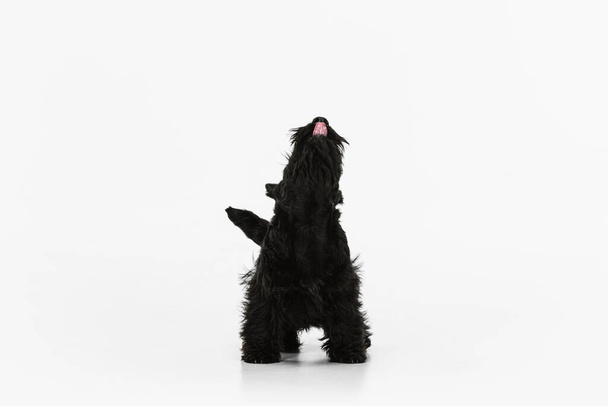 Small funny black dog Scotch terrier isolated over white studio background. Concept of motion, action, active lifestyle, animal life, care, responsibility for pets - Фото, зображення
