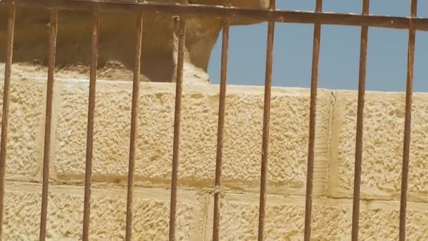 Un primo piano della Sfinge attraverso una recinzione di ferro a Giza - Filmati, video