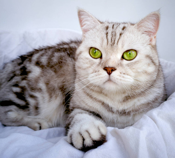 真っ直ぐな耳と緑の目を持つスコットランドの猫、猫はソファの上で休んでいます、サイドビュー、離れて見て - 写真・画像