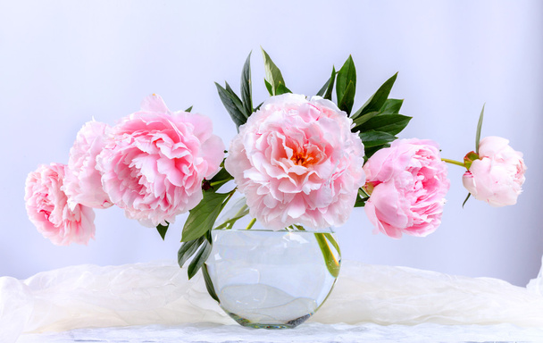 美しいピンクの牡丹 - 写真・画像