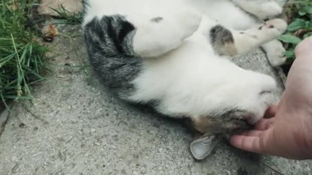 Az ember megsimogat egy szelíd, csíkos macskát. Az állat egy vidéki kőúton fekszik. - Felvétel, videó