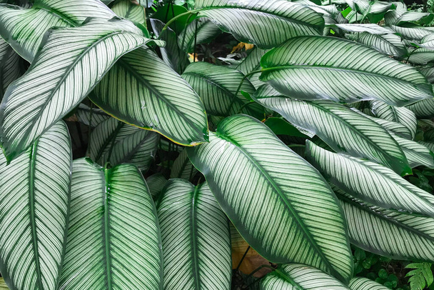 Dieffenbachia leaves from tropical jungle - Photo, Image