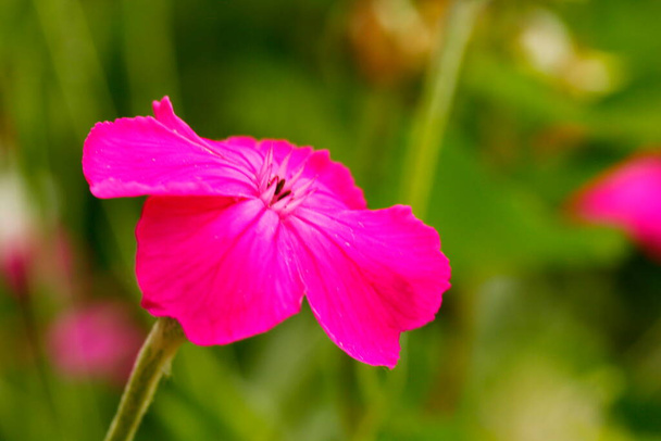 Rose Campion Flower in a Garden - Photo, Image
