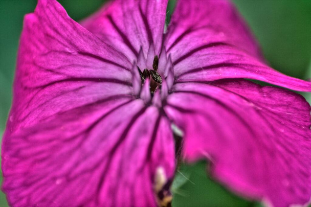 Rose Campion Flower in een tuin - Foto, afbeelding