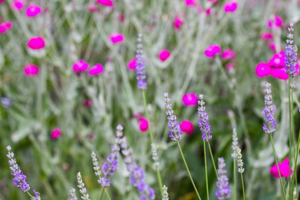 Rose Campion and Lavender Flowers - Photo, Image