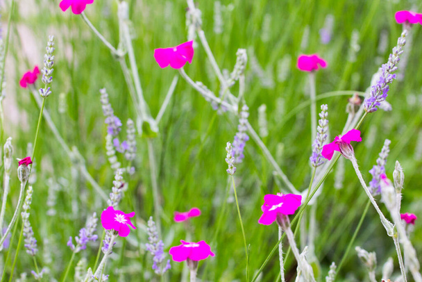 Ruusu Campion ja laventeli kukat - Valokuva, kuva