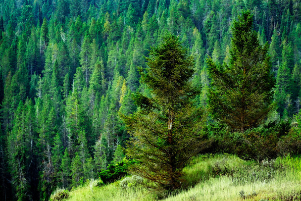 Lush green pine forest on mountain wilderness growth - 写真・画像