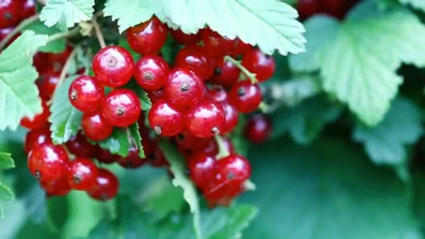 Bagas de passa de Corinto vermelha em gotas de orvalho em um arbusto no jardim de verão. - Filmagem, Vídeo